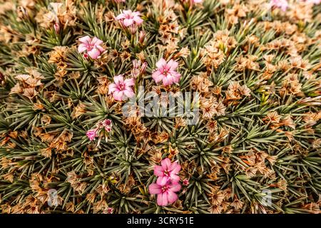 Alpenblumen aus nächster Nähe Stockfoto