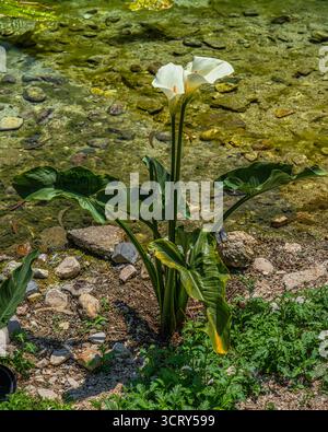 Weiße Calla-Lilien oder wilde Calla-Lilien, die zur Familie der Araceae (Arum italicum) gehören, blühen am Ufer des Pescara-Sees in Venafro. Molise Stockfoto