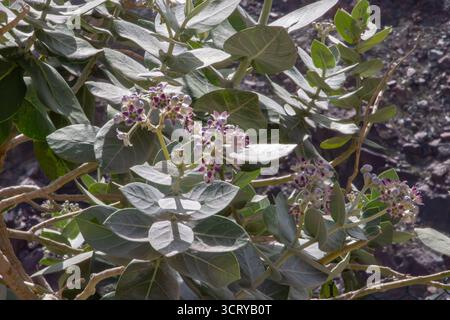 Nahaufnahme von Sodoms Apfelpflanze (Calotropis procera) mit violetten und weißen Blüten und dicken, staubgrünen Blättern, die in der trockenen Wüste der VAE wachsen Stockfoto