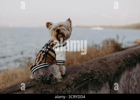 Hund in einer stilvollen Jacke, der die malerische Aussicht am Wasser genießt. Ein süßer Hündchen in einer modischen Jacke, der auf das Wasser blickt. Der Hund ist auf einer Lie Stockfoto