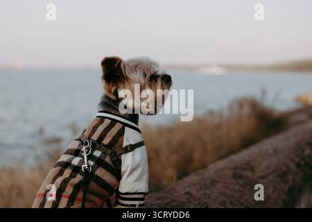 Hund in einer stilvollen Jacke, der die malerische Aussicht am Wasser genießt. Ein süßer Hündchen in einer modischen Jacke, der auf das Wasser blickt. Der Hund ist auf einer Lie Stockfoto