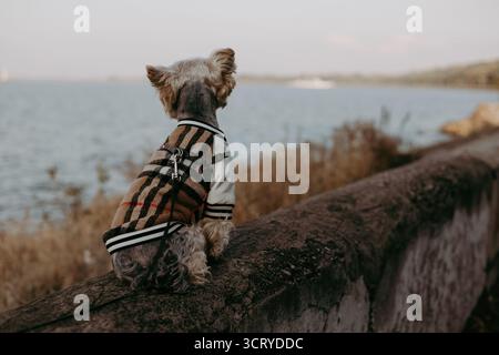 Hund in einer stilvollen Jacke, der die malerische Aussicht am Wasser genießt. Ein süßer Hündchen in einer modischen Jacke, der auf das Wasser blickt. Der Hund ist auf einer Lie Stockfoto