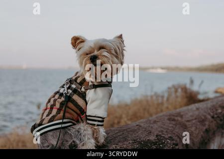 Hund in einer stilvollen Jacke, der die malerische Aussicht am Wasser genießt. Ein süßer Hündchen in einer modischen Jacke, der auf das Wasser blickt. Der Hund ist auf einer Lie Stockfoto