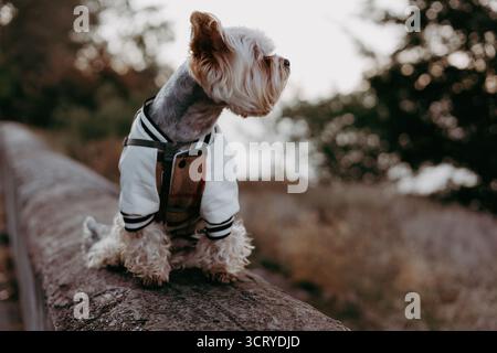 Hund in einer stilvollen Jacke, der die malerische Aussicht am Wasser genießt. Ein süßer Hündchen in einer modischen Jacke, der auf das Wasser blickt. Der Hund ist auf einer Lie Stockfoto