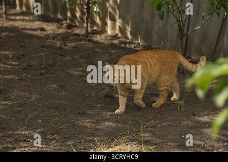 Eine Ingwerkatze läuft anmutig über den Boden, ihr Fell leuchtet warm im Sonnenlicht. Die Szene fängt den Fokus der Katze ein. Stockfoto