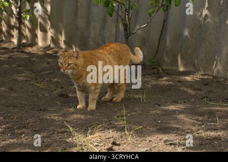 Eine Ingwerkatze läuft anmutig über den Boden, ihr Fell leuchtet warm im Sonnenlicht. Die Szene fängt den Fokus der Katze ein. Stockfoto