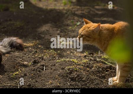 Eine Ingwerkatze läuft anmutig über den Boden, ihr Fell leuchtet warm im Sonnenlicht. Die Szene fängt den Fokus der Katze ein. Stockfoto
