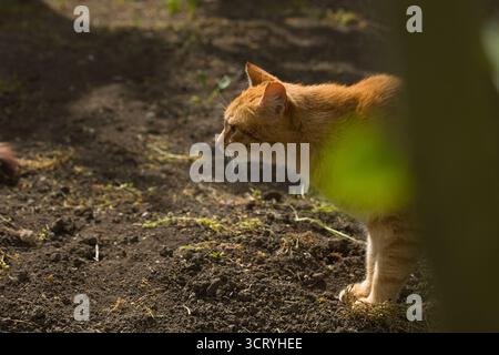 Eine Ingwerkatze läuft anmutig über den Boden, ihr Fell leuchtet warm im Sonnenlicht. Die Szene fängt den Fokus der Katze ein. Stockfoto