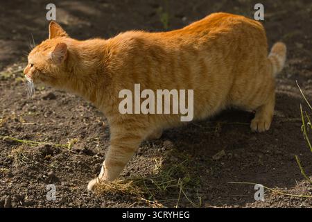 Eine Ingwerkatze läuft anmutig über den Boden, ihr Fell leuchtet warm im Sonnenlicht. Die Szene fängt den Fokus der Katze ein. Stockfoto