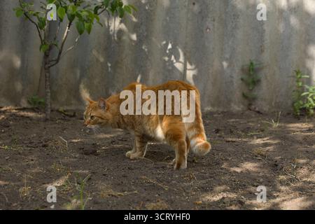 Eine Ingwerkatze läuft anmutig über den Boden, ihr Fell leuchtet warm im Sonnenlicht. Die Szene fängt den Fokus der Katze ein. Stockfoto