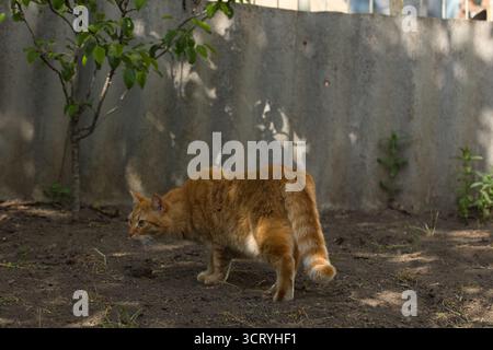 Eine Ingwerkatze läuft anmutig über den Boden, ihr Fell leuchtet warm im Sonnenlicht. Die Szene fängt den Fokus der Katze ein. Stockfoto