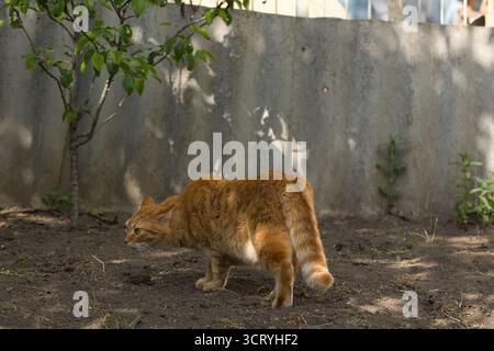 Eine Ingwerkatze läuft anmutig über den Boden, ihr Fell leuchtet warm im Sonnenlicht. Die Szene fängt den Fokus der Katze ein. Stockfoto