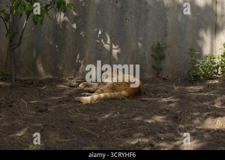 Eine Ingwerkatze läuft anmutig über den Boden, ihr Fell leuchtet warm im Sonnenlicht. Die Szene fängt den Fokus der Katze ein. Stockfoto