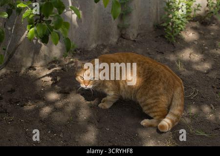 Eine Ingwerkatze läuft anmutig über den Boden, ihr Fell leuchtet warm im Sonnenlicht. Die Szene fängt den Fokus der Katze ein. Stockfoto
