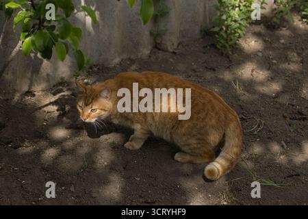 Eine Ingwerkatze läuft anmutig über den Boden, ihr Fell leuchtet warm im Sonnenlicht. Die Szene fängt den Fokus der Katze ein. Stockfoto