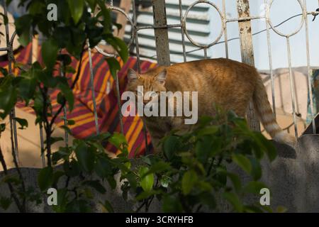Eine Ingwerkatze läuft anmutig über den Boden, ihr Fell leuchtet warm im Sonnenlicht. Die Szene fängt den Fokus der Katze ein. Stockfoto
