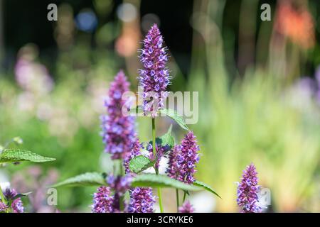 Nahaufnahme einer blühenden lila agastache-Blume Stockfoto