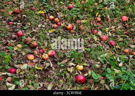 Verfaulte Äpfel, die im Herbst auf den Boden gefallen sind, mit trockenen Blättern und grünem Gras Stockfoto