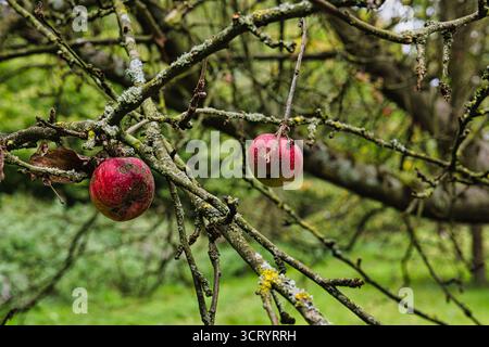 Erkrankte Äpfel hängen an Ästen im Herbstgarten Nahaufnahme Stockfoto