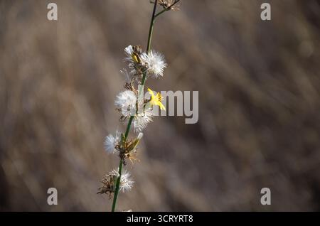 Zarte gelbe Wildblume und flauschige Samenköpfe vor einem unscharfen braunen Hintergrund Stockfoto