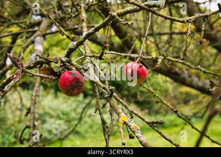 Erkrankte Äpfel hängen an Ästen im Herbstgarten Nahaufnahme Stockfoto