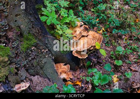 Wilde Pilze wachsen auf Baumstämmen im Herbstwald mit grünem Moos und Blättern Stockfoto