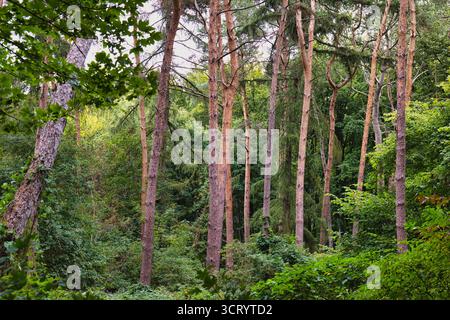 Hohe Kiefern in dichten grünen Sommerwäldern mit natürlicher Vegetationslandschaft Stockfoto