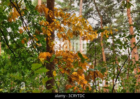 Gelbe Herbsteichenblätter auf Ästen im Wald mit Kiefernhintergrund Stockfoto