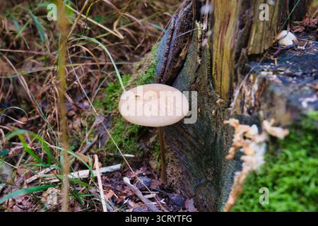 Gelber Waldpilz, der während der Herbstsaison hoch auf moosigem Waldgrund steht Stockfoto