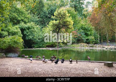 Enten ruhen am ruhigen Teich im üppig grünen Waldpark während des Herbsttages Stockfoto