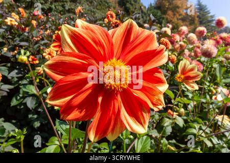 Extreme Nahaufnahme einer atemberaubenden Dahlienblume in leuchtenden Orange- und Gelbtönen, die im Sonnenlicht inmitten eines großen Gartenbeckens aus Dahlien blüht Stockfoto