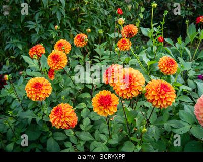 Einzelne Dahliensorte; Dahlia American Sunset im Chenies Sunken Garden. Stockfoto