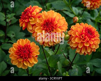 Einzelne Dahliensorte; Dahlia American Sunset im Chenies Sunken Garden. Stockfoto