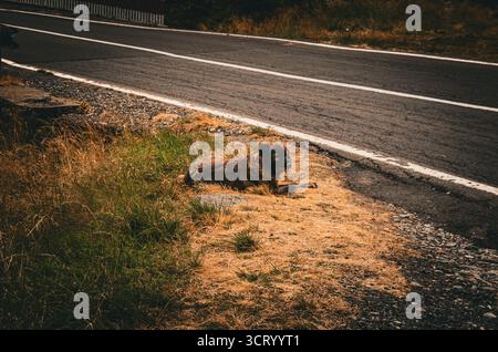 Moody-Schuss eines streunenden Hundes, der neben einer Asphaltstraße auf einer Landstraße liegt Stockfoto