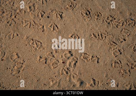 Webbed Bird Footprints Muster in Brown Beach Sand Textur Stockfoto