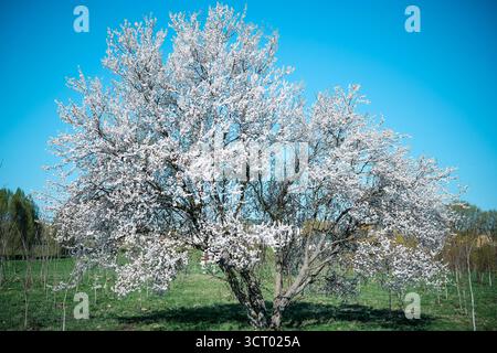Blühender Baum am blauen Himmel Stockfoto