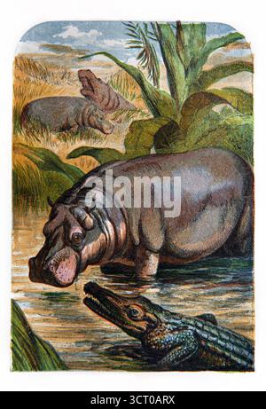 Handgemalte Illustration des Hippopotamus und des Krokodils die Monster des Nils erwähnt in der Bibel 19. Jahrhundert Sonntag Bildlesungen von Stockfoto