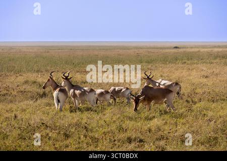 Ein Cola's Hartebeest (Alcelaphus buselaphus cokii) steht wachsam auf den ausgedehnten kurzen Grasebenen des Serengeti-Nationalparks Tansania Stockfoto