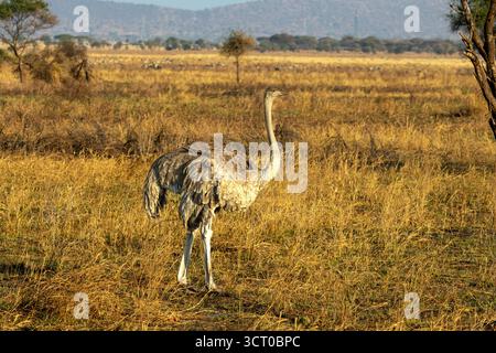 Männlicher Masai-Strauß (Struthio camelus massaicus), der durch die trockenen Savannenebenen im Tarangire-Nationalpark in Tansania streitet Stockfoto