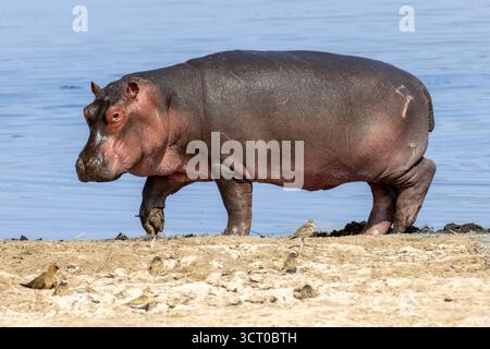 Flusspferde (Hippopotamus amphibius), die teilweise in Wasser an einem Teich oder Sumpfrand im Amboseli-Nationalpark Kenia untergetaucht sind Stockfoto