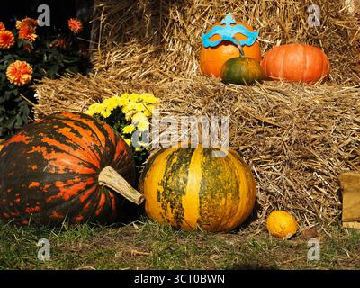 Horizontale Herbstkürbisse mit Kürbissen vor und auf einem Heuballen, umgeben von Blumen Stockfoto