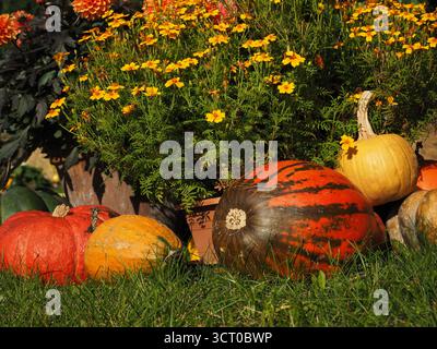 Farbenfrohe Herbstkürbisse und Blumen als Symbol für Herbst- und jahreszeitliche Farben Stockfoto