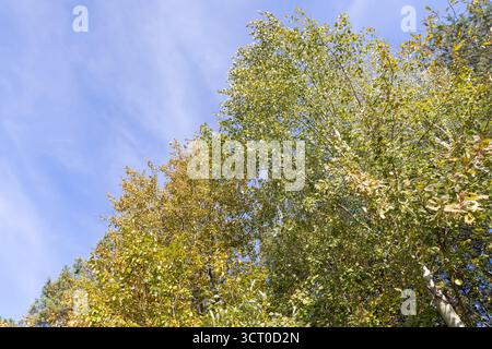Bäume in einem Mischwald mit buntem Laub in der Herbstsaison, buntes Laub von Bäumen in der Herbstsaison, bevor Blätter gegen den Backgr fallen Stockfoto