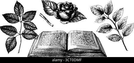 Vintage-Herbarium-Sammlung: Gravierte Illustrationen von gepressten Blumen und Blättern. Stock Vektor