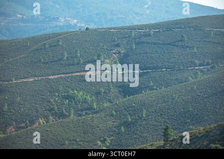 Sich wiederholende Muster in einem jungen Wald, die durch das Zusammendrücken von Reihen gepflanzter Bäume in regelmäßigen Abständen entstehen Stockfoto