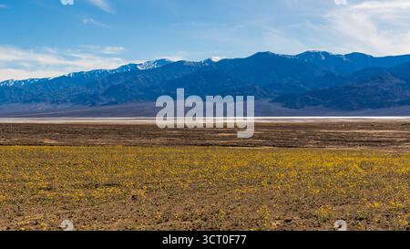 Wüstenwildblumen blühen über Salzebenen im Badwater Basin, Death Valley National Park mit Panamint Mountains im warmen Licht am späten Nachmittag Stockfoto