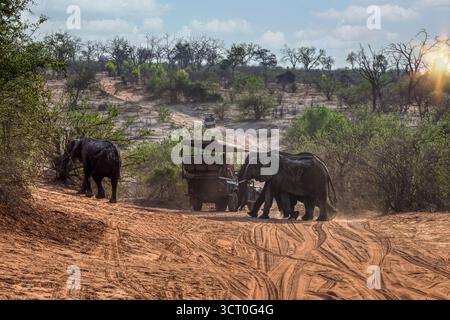 afrikanische Elefanten auf einer Feldstraße, Safari Geländewagen mit Touristen, im Okavango Delta, in Botswana Stockfoto