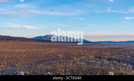Eine goldene Stunde Szene im Death Valley National Park mit einem felsigen Vordergrund mit kleinen Wüstensträuchern, Wildblumen und Gräsern. Im distan Stockfoto