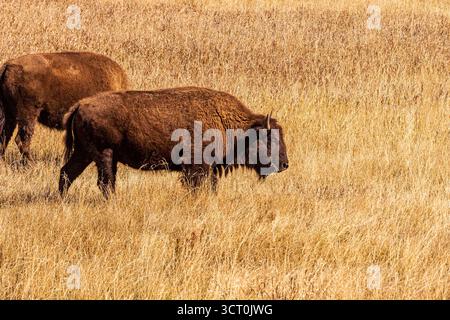Zwei amerikanische Bisons (*Bison Bison*) durchstreifen an einem Herbsttag eine Prärie, die mit hohen, goldbraunen Gräsern bedeckt ist. Die Bisons oder Büffel haben dickes, dunkelbraunes coa Stockfoto