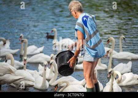Worcestershire, England, UK-August 09 2024: An einem schönen Sommernachmittag im Swan Sanctuary am Fluss Severn werden viele wilde weiße Schwäne von Lo gefüttert Stockfoto